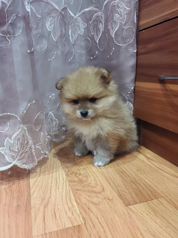 Девочка померанского шпица. - Вся Беларусь - 235394 - Доска объявлений Kupika.by - Фото 2