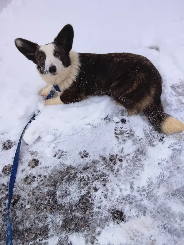 Подрощенная девочка корги кардиган