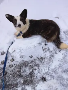 Подрощенная девочка корги кардиган