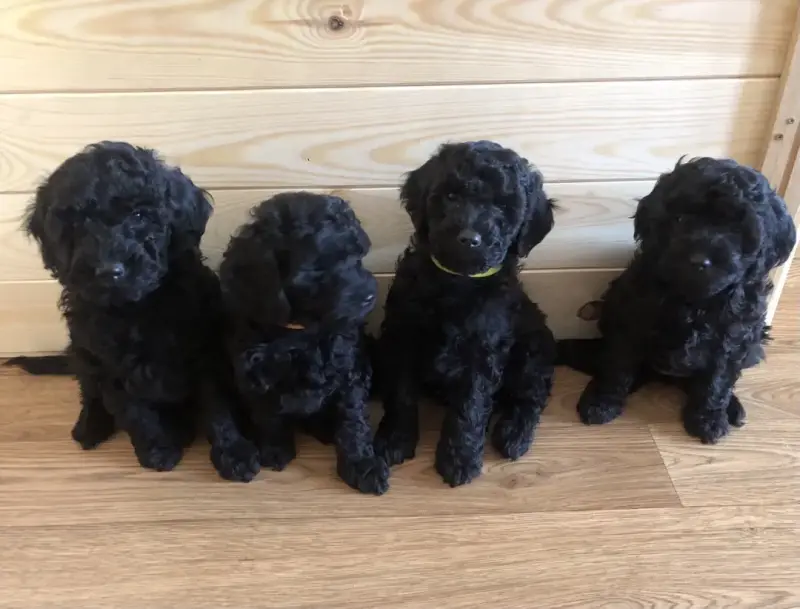 Щенки среднего пуделя - Ляховичи - 235878 - Доска объявлений Kupika.by - Фото 4