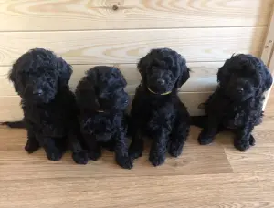 Щенки среднего пуделя