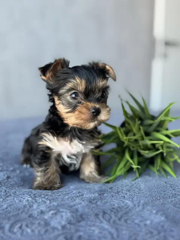 Собаки - Йоркширский терьер - Вся Беларусь - Фото 2 Йоркширский терьер - Вся Беларусь - 236960 - Доска объявлений Kupika.by - Фото 2