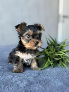 Йоркширский терьер