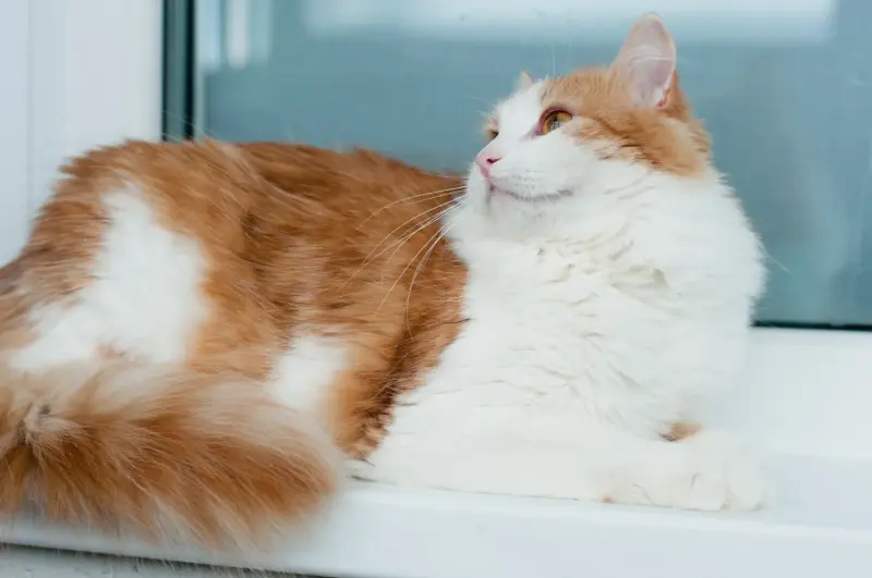 Алисей - сказочный кот