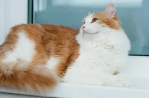 Алисей - сказочный кот