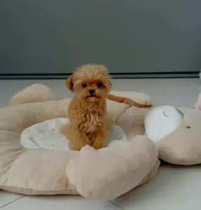 Мини мальтипу подрощенный мальчик и девочка