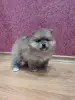 Собаки - Померанский шпиц девочка. - Вся Беларусь - Фото 2 Померанский шпиц девочка. - Вся Беларусь - 235393 - Доска объявлений Kupika.by - Фото 2