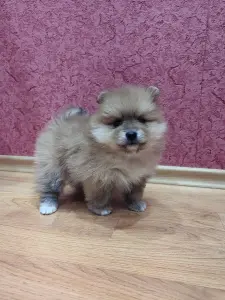 Померанский шпиц девочка.