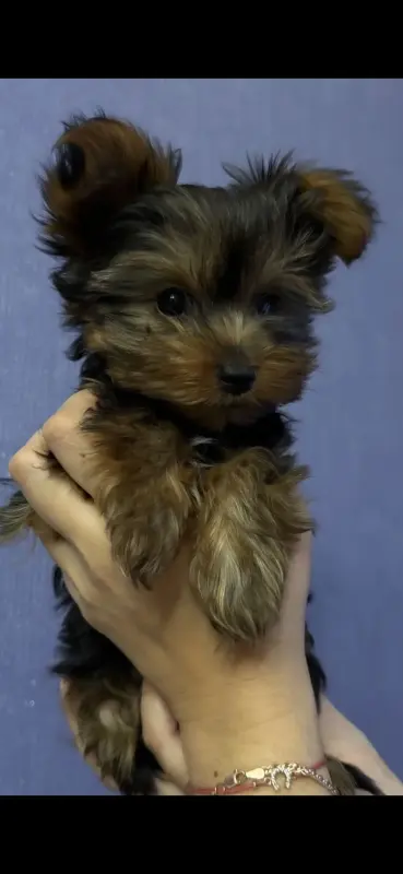 Йоркширский терьер - Вся Беларусь - 236501 - Доска объявлений Kupika.by - Фото 2