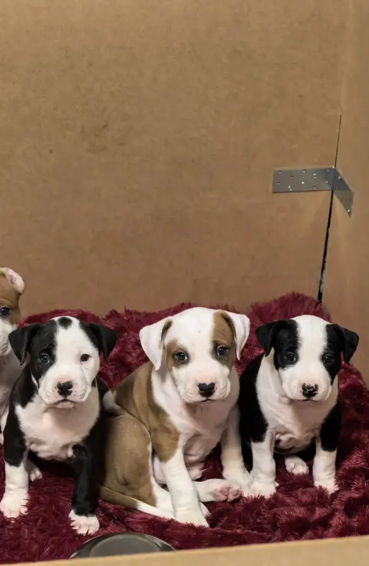 Собаки - Американский стафордширский терьер - Вся Беларусь Американский стафордширский терьер - Вся Беларусь - 236970 - Доска объявлений Kupika.by