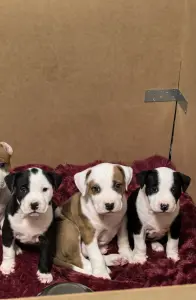 Американский стафордширский терьер