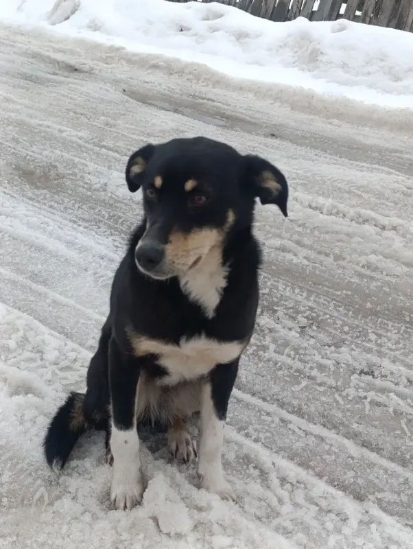 Собака Дана - Вся Беларусь - 237377 - Доска объявлений Kupika.by - Фото 2