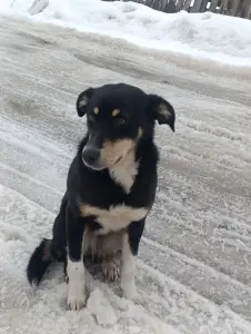 Собака Дана