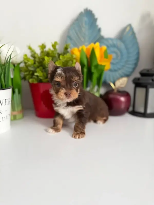 Мини щенки бивер-йорк и йорка доставка по рб