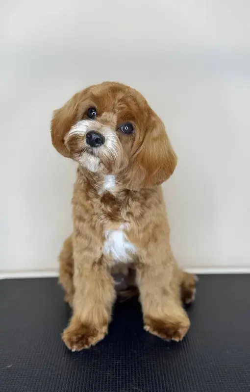 Щенки девовки и мальчики кавапу доставка