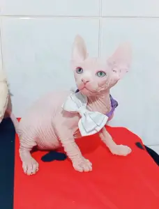 Канадский сфинкс