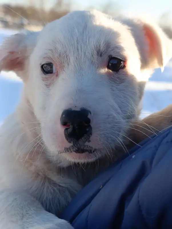 Щенок - Вся Беларусь - 236460 - Доска объявлений Kupika.by - Фото 4