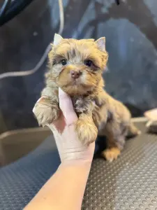 Мальчики шокомерле и другие окрасы доставка по рб