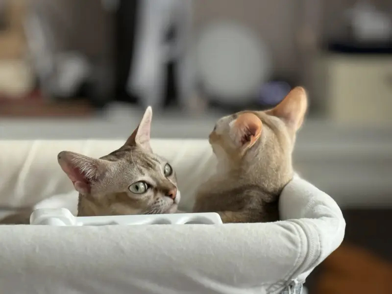 Кошки - Продам котов сингапурской породы - Вся Беларусь - Фото 4 Продам котов сингапурской породы - Вся Беларусь - 236962 - Доска объявлений Kupika.by - Фото 4