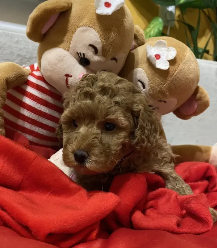 Собаки - Той-пудель - Несвиж - Фото 2 Той-пудель - Несвиж - 238085 - Доска объявлений Kupika.by - Фото 2