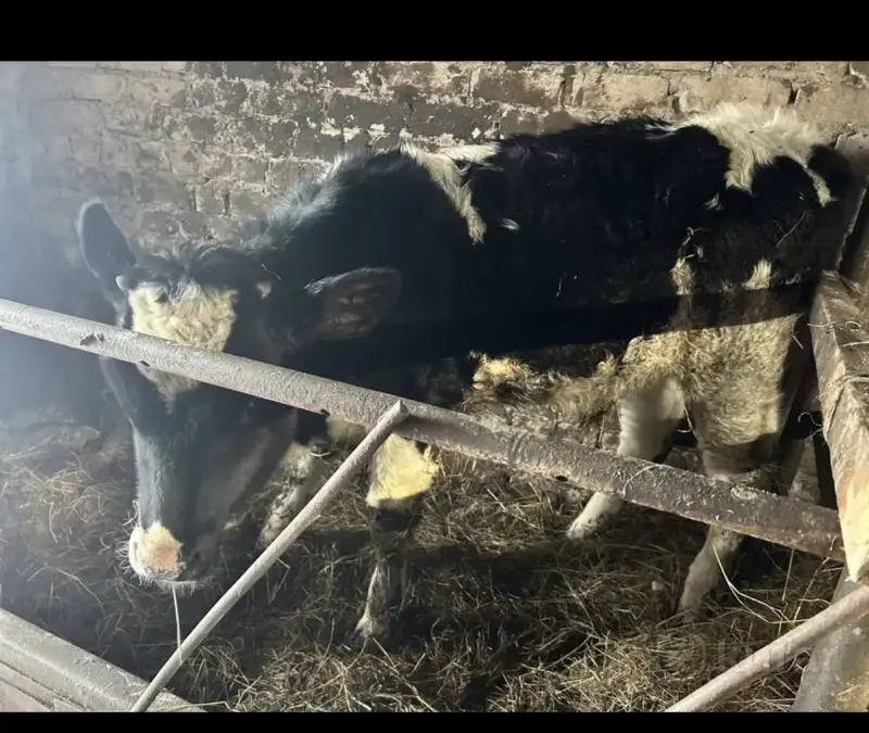 Телка 8 месяцев