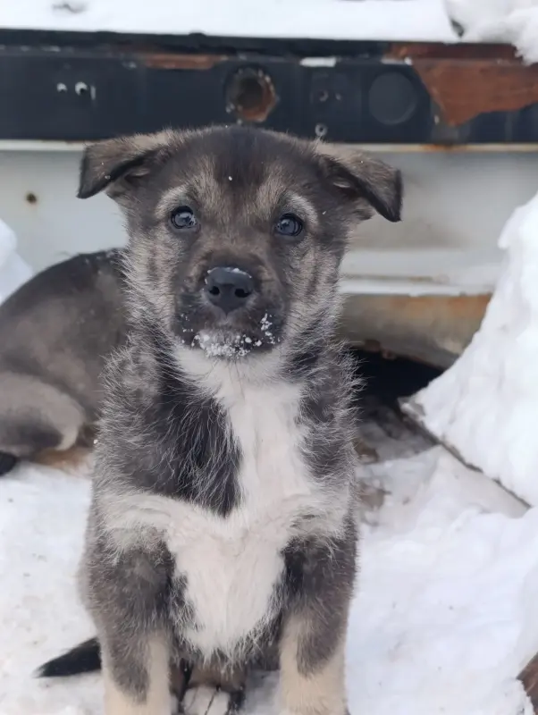 Щенки - Вся Беларусь - 236107 - Доска объявлений Kupika.by - Фото 8