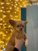 Чихуахуа щенок - Солигорск - 237126 - Доска объявлений Kupika.by - Фото 4