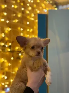 Чихуахуа щенок