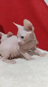 Канадский сфинкс