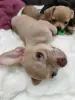 Малыш чихуахуа красивого окраса - Вся Беларусь - 235685 - Доска объявлений Kupika.by - Фото 6