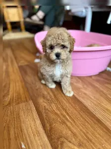 Щенки мальтипу кавапу пушон доставка по рб