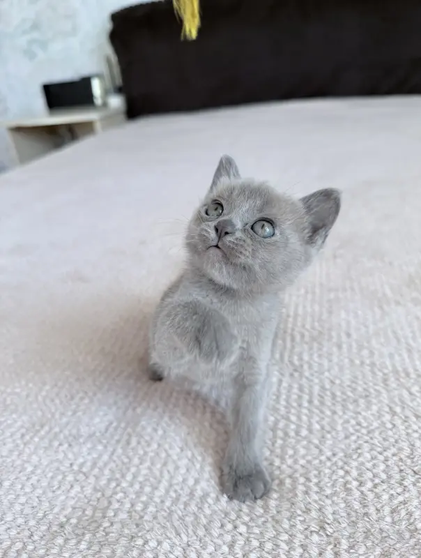 Американская бурма - Вся Беларусь - 236509 - Доска объявлений Kupika.by - Фото 3