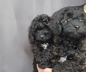 Щенки карликого пуделя