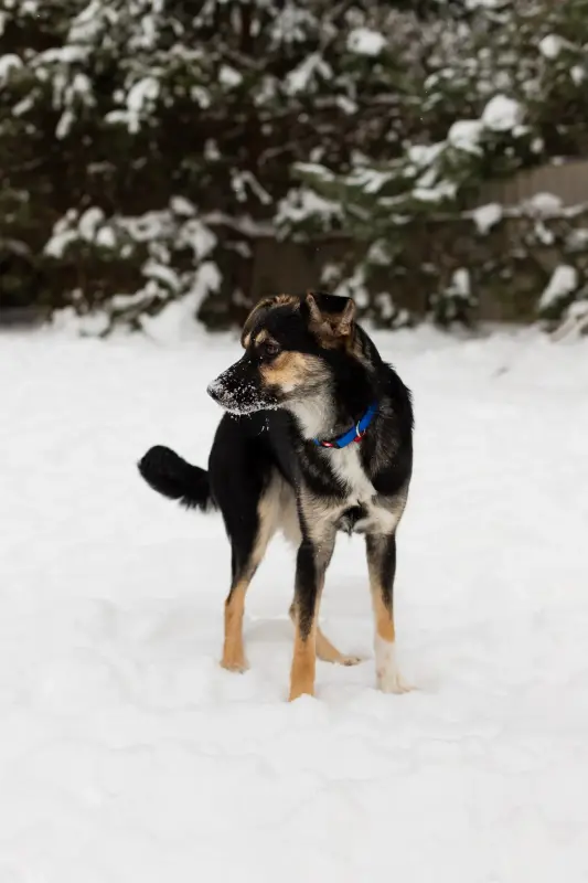 Собака Умнейшая Козявочка ждет свою семью - Вся Беларусь - 233828 - Доска объявлений Kupika.by - Фото 6