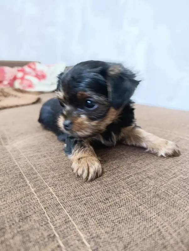 Щенок йоркширского терьера