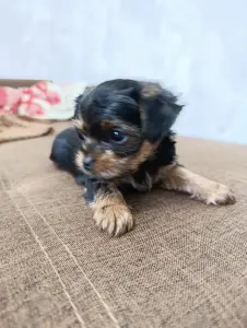 Щенок йоркширского терьера