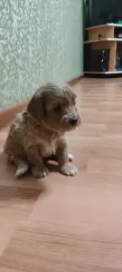 Продажа щенков мальтипу