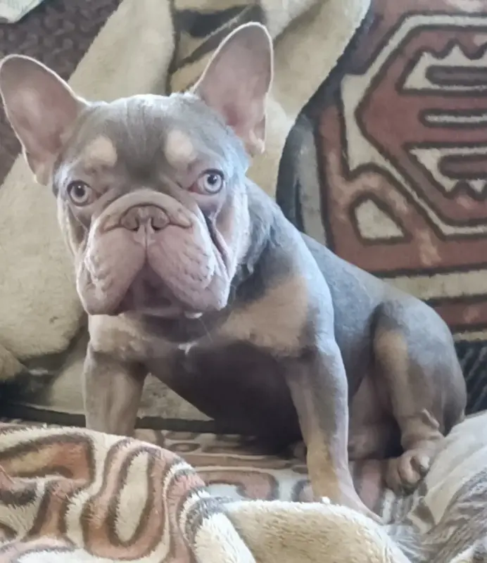 Вязка французский бульдог бигроп, изобелла тан