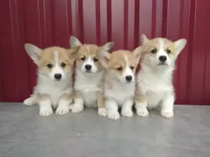 Щенки Корги