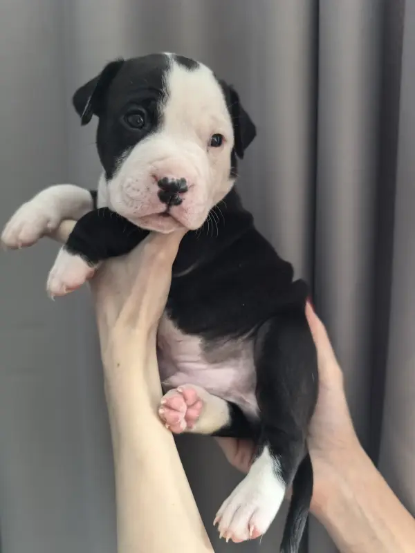 Собаки - Американский стафордширский терьер - Вся Беларусь - Фото 4 Американский стафордширский терьер - Вся Беларусь - 236970 - Доска объявлений Kupika.by - Фото 4