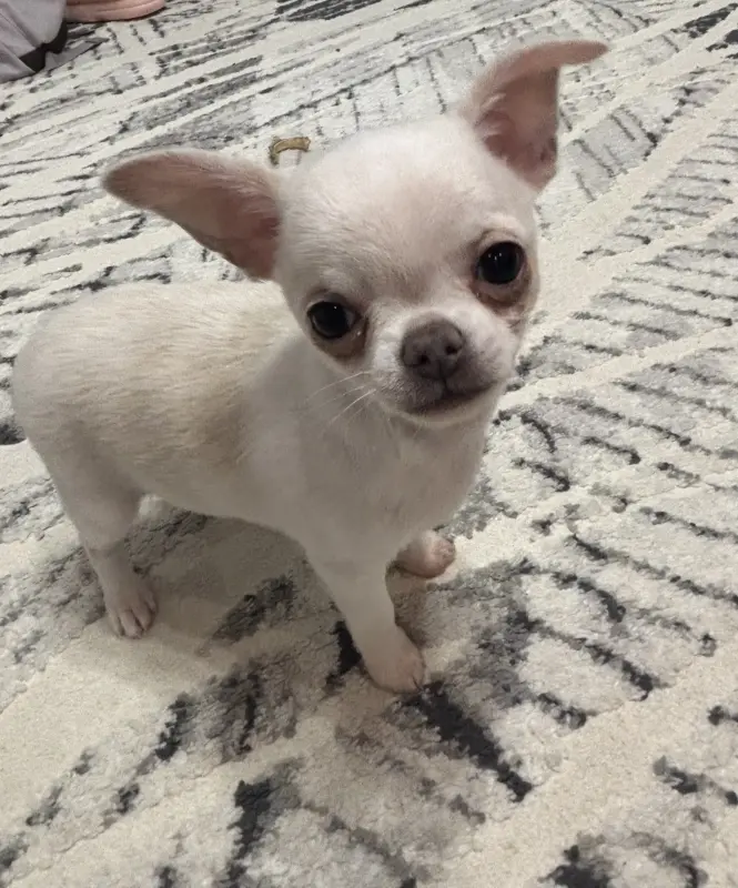 Чихуахуа мальчик