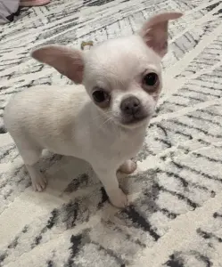 Чихуахуа мальчик