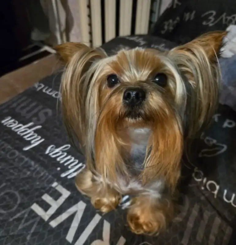 Собаки - Щенки - Вся Беларусь - Фото 4 Щенки - Вся Беларусь - 235866 - Доска объявлений Kupika.by - Фото 4