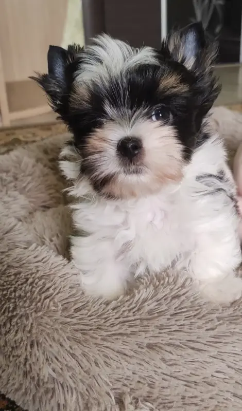 Бивер йорк мальчик - Вся Беларусь - 237006 - Доска объявлений Kupika.by - Фото 3