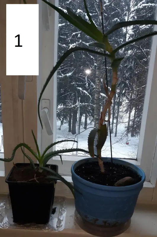 Комнатные цветы растения для квартиры, дома - Вся Беларусь - 236735 - Доска объявлений Kupika.by - Фото 3