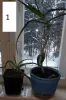 Комнатные цветы растения для квартиры, дома - Вся Беларусь - 236735 - Доска объявлений Kupika.by - Фото 3