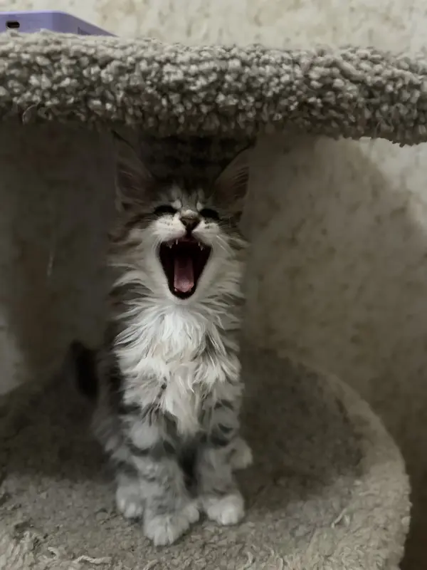 Котята мейкун - Воропаево - 237084 - Доска объявлений Kupika.by - Фото 3