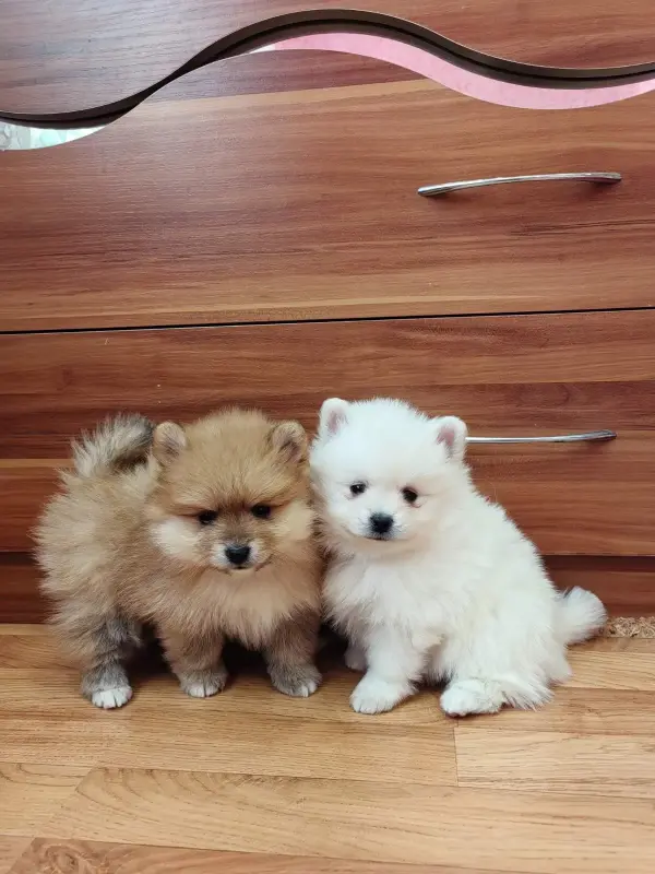 Девочки померанского шпица - Вся Беларусь - 235701 - Доска объявлений Kupika.by - Фото 4