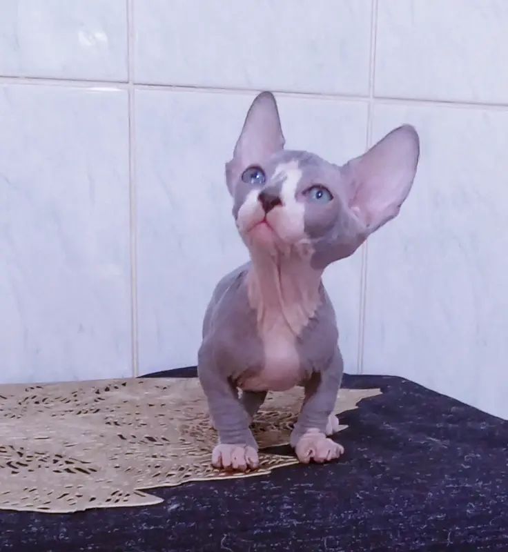 Бамбина мальчик - Мядель - 236239 - Доска объявлений Kupika.by - Фото 2