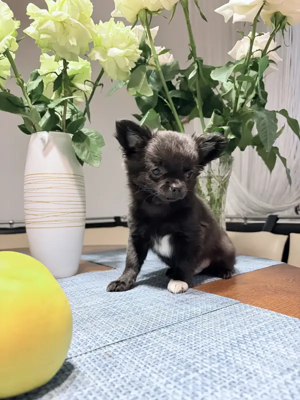 Чихуахуа - Вся Беларусь - 238022 - Доска объявлений Kupika.by - Фото 3